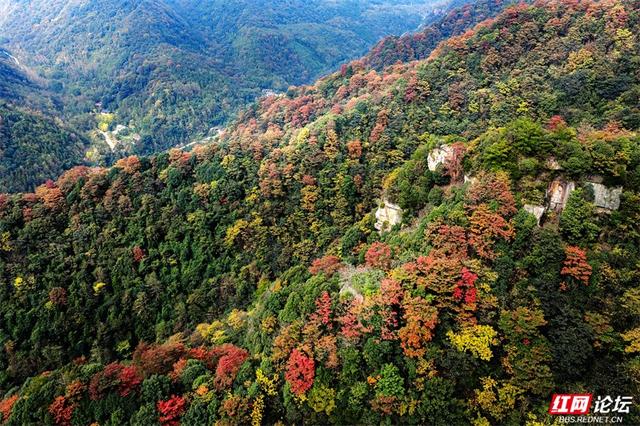 岁暖时刻丨藏在张家界的秘境！四十八寨层林尽染，这斑斓山色谁看了不心动