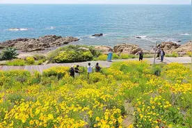 山东青岛：沿海绿道繁花盛开引客来图片