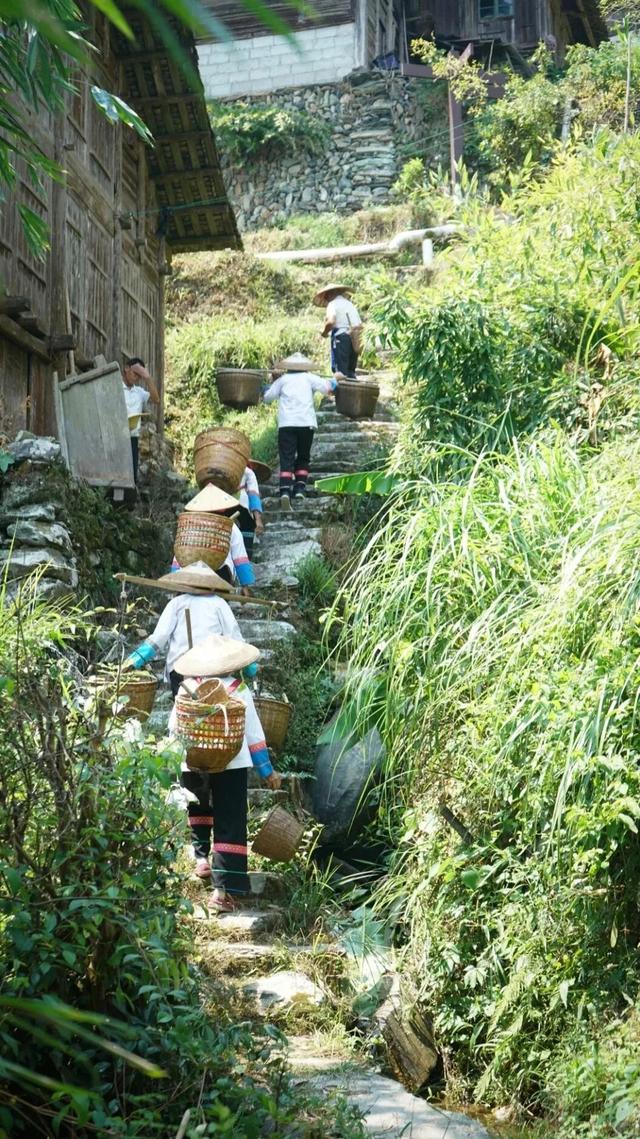 稻浪翻金，这是桂林最治愈的调色盘，在稻田里把日子过成诗