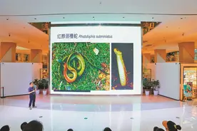 5科11属14种毒蛇 在深圳要学会“与蛇为邻”图片