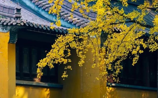 呀！南京的秋天掉地上啦