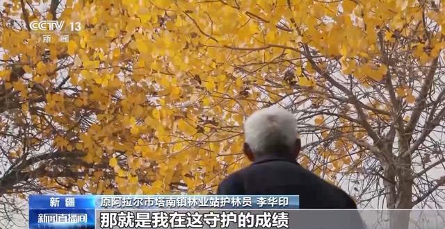 你在胡杨林下载歌载舞 他们在守护这些“沙漠英雄树”