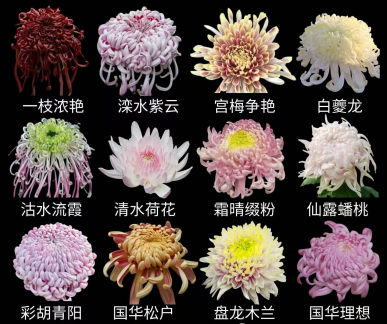 免费开放！持续21天！2025东湖公园菊花赏来啦~