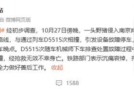 南京野猪侵入铁路致机械师死亡：同日市区发生两起野猪目击事件，近三年涉野猪警情近2000起图片