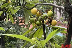 节气湖南·物候|立夏：春生夏长，万物并秀图片