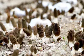 徐州丰县：小菌菇撑起乡村“致富伞”图片