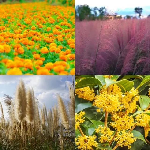 楚雄秋日告白：花基础，花海不基础
