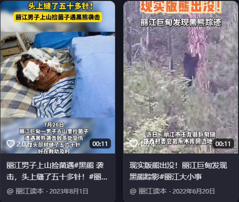 勿靠近！要去捡菌子的注意了，丽江这一片熊出没