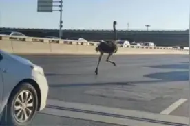 郑州街头狂奔的鸵鸟死亡？主人回应：正安抚情绪图片