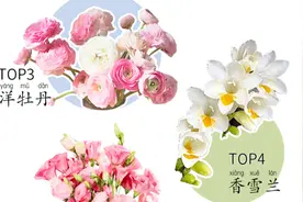 这种花江浙沪人民最爱买！长三角的“浪漫经济”伴随春光来了图片
