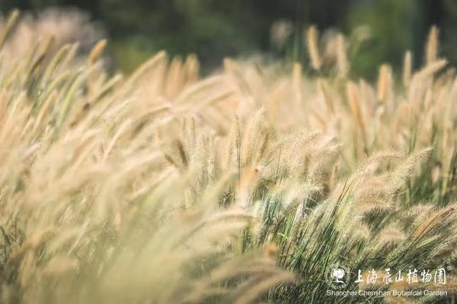 松江秋日限定：一半花海浪漫，一半园林诗意