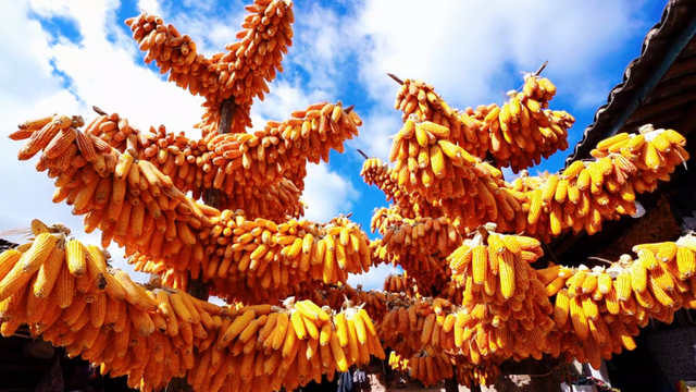 今天，楚雄要给你点颜色看看