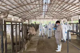 2.5万头奶牛的防疫怎么做？对话上海市动物疫病预防控制中心图片