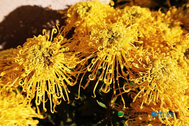 甘州府城：一半是人间烟火，一半是菊韵诗魂