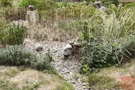 市州观察丨广元：89个老旧小区改造 改出更强城市韧性图片