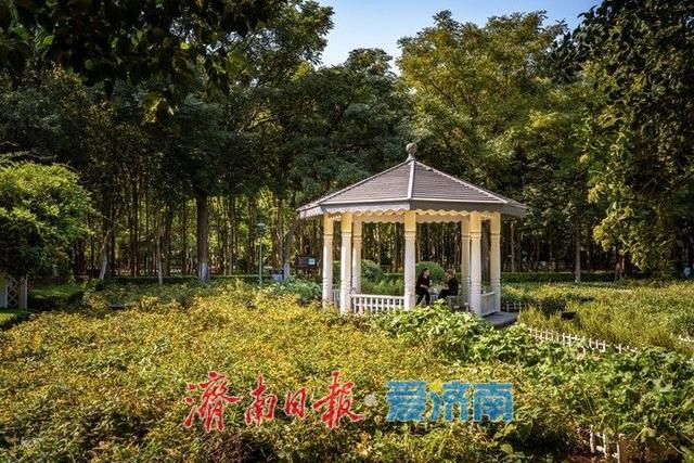 一年四季 泉在济南丨花圃公园：秋日胜景，诗意满园
