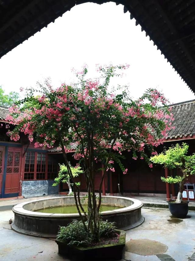 大邑这里紫薇花绽放，错过等一年