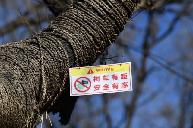 长辛店老镇11株国槐已达古树标准