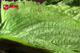 新春走基层｜桦南紫苏飘香名远扬图片