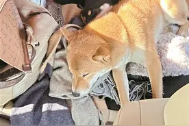 今年春节不少宠物主携爱宠返乡 为亲人带去别样年味图片