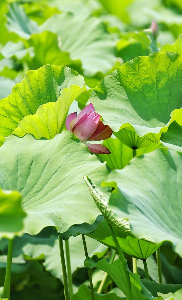 大暑时节圆明园荷花盛放 蜻蜓水鸟共绘“清凉图卷”