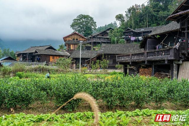 岁暖时刻｜白云深处有人家：藏在湘西山巅的原始苗寨