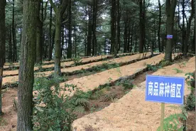 贵州平山镇：林下生金 发展增效图片