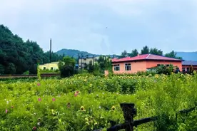 宾县：“闲置荒地”大变样“去荒种花”换新颜图片