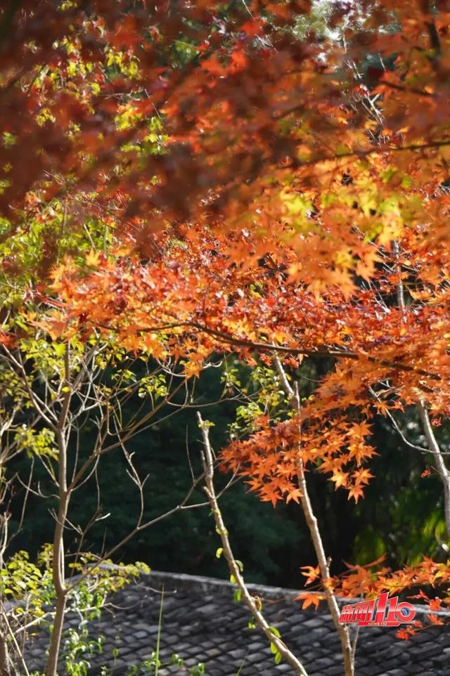 红了！红了！不少福州人都出动了......下周憋大招，强冷空气这天杀到