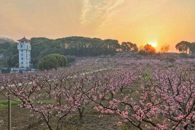 “森”呼吸！惠山区两条省级森林步道，就在......
