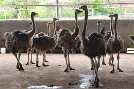 阳江阳春：鸵鸟养殖托起致富梦图片