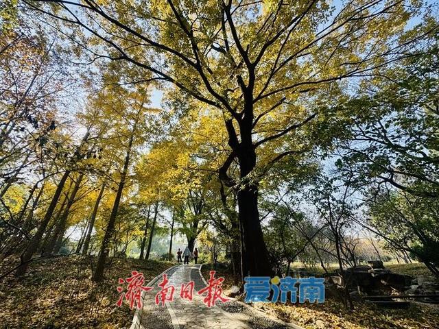 初冬泉城公园：彩叶如绘，醉美游人