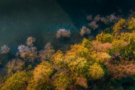 杉杉“红”了！长三角这些地方正上演视觉大秀