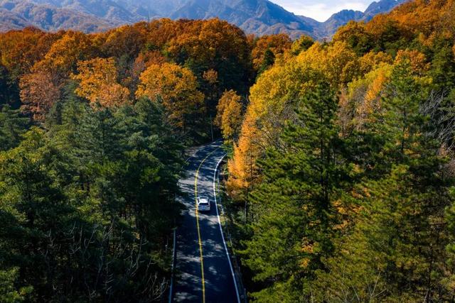 免门票福利！白云山绝美秋色正在上映→