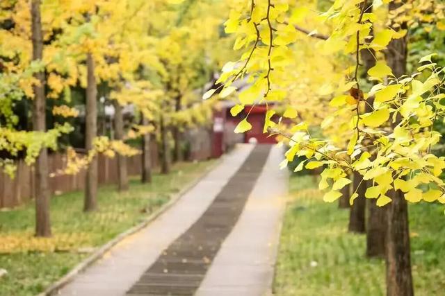 出发！来四川淘“金”