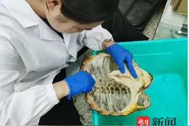 盐城大学生给外来入侵生物鳄龟“摸骨”图片