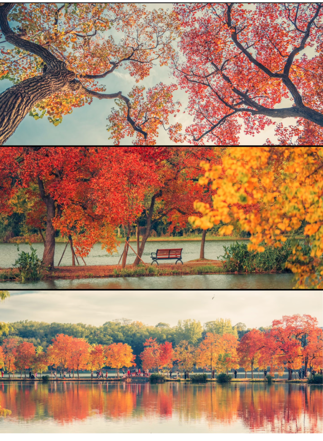 南京这里，美到刷屏了！