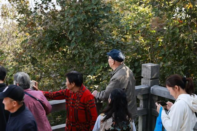重阳登高栖霞山！玩心不“老”很嗨皮~