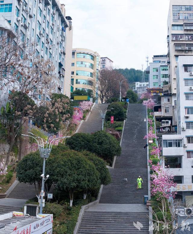 峡江巴东千步梯的玉兰花开了