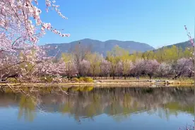 国家植物园第二届桃花观赏季暨世界名花展周末开幕图片