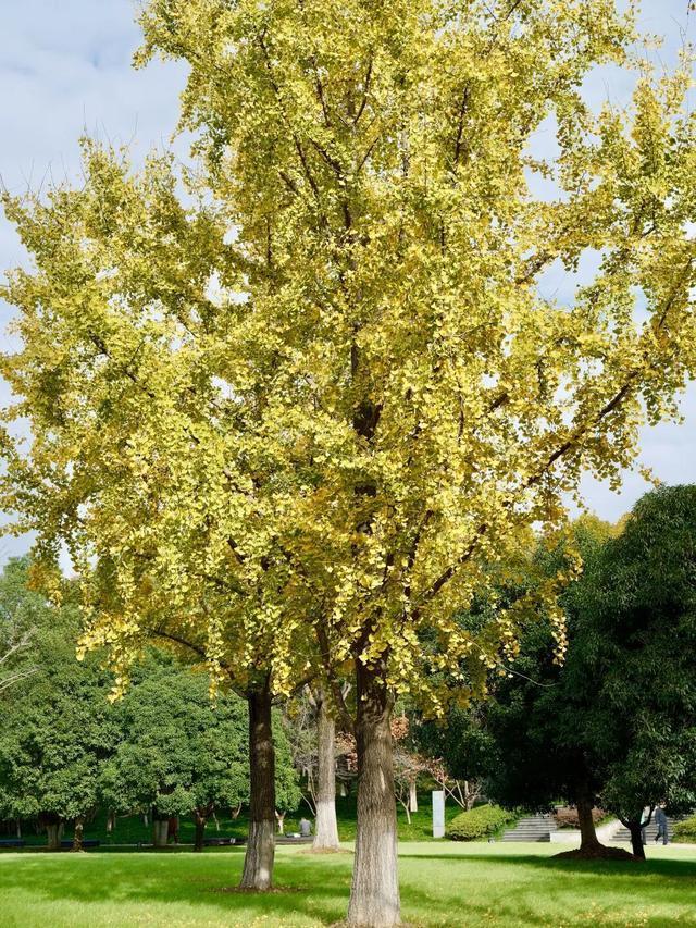 周末N次方|打开这份江汉赏秋图鉴→