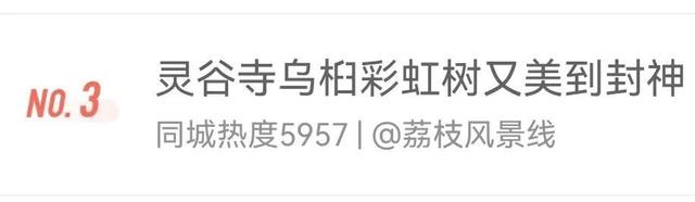 南京，你“叶”太可爱了！