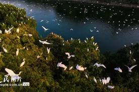 浙江淳安：白鹭舞翩翩图片