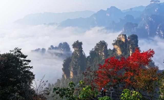 红叶点缀峰林云海，快来张家界赏绝美秋色！