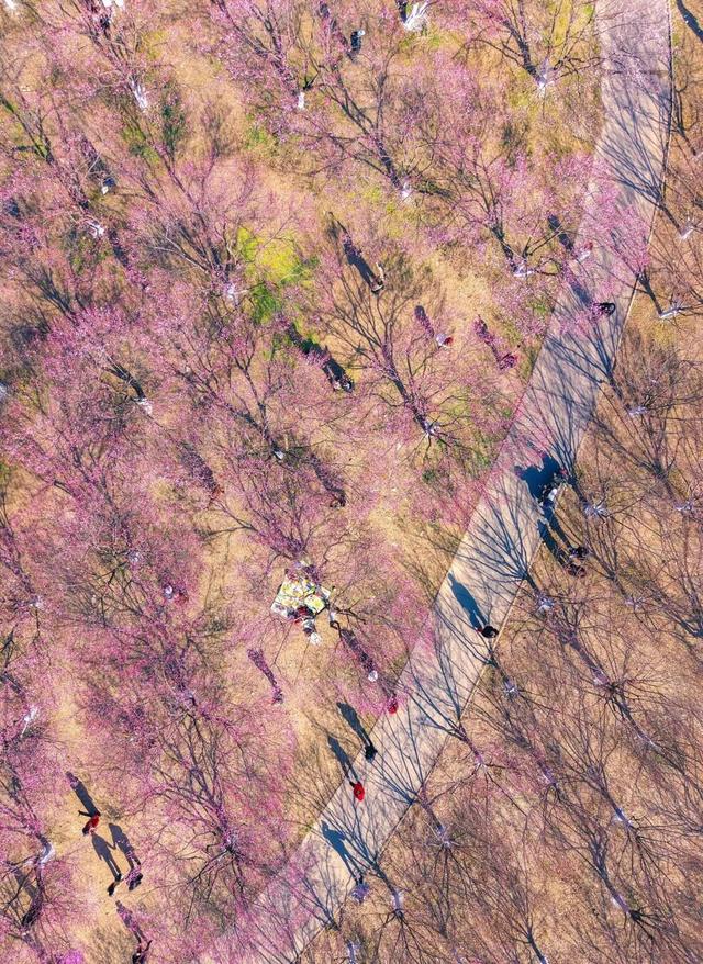 气温直冲20℃！第一波赏花的人已出发