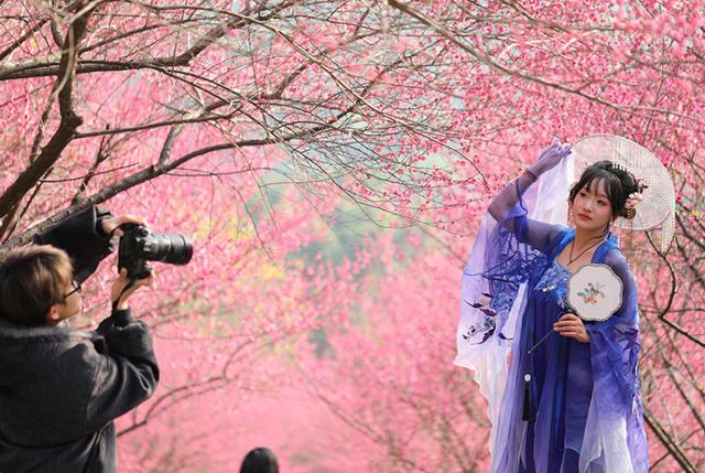 赏花正当时 歌乐山红梅似海漫山香