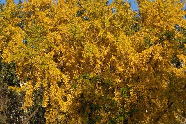 藏不住了！攒了整个秋天的北医美景，立冬前全部分享！