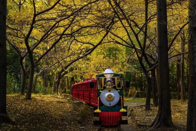 魔都顶流公园免费逛！“莫奈花园”秋色上新→