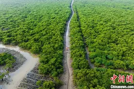 广西入海河流水质优良比例超九成  红树林面积有所增加图片