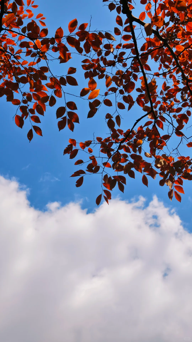 枫叶、梧桐、银杏、乌桕……上海市中心这个免费公园换上了五彩斑斓的秋装→